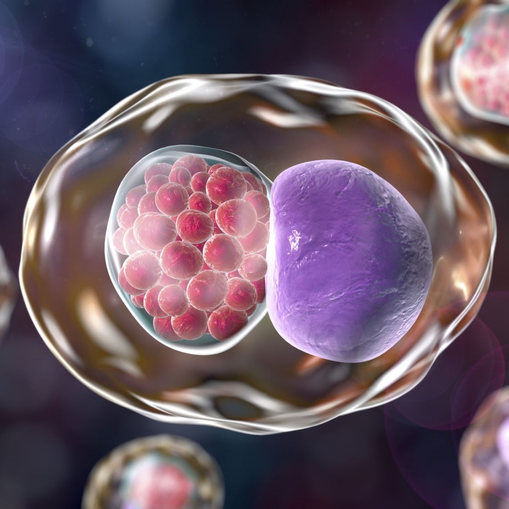 Chlamydia trachomatis