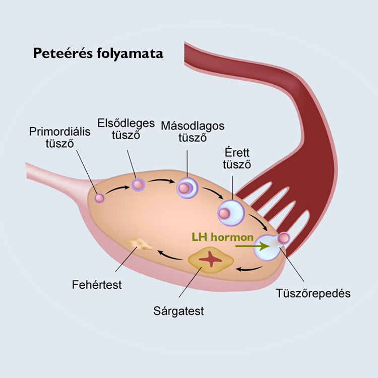 Peteérés folyamata