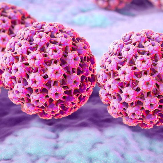 hpv vírus