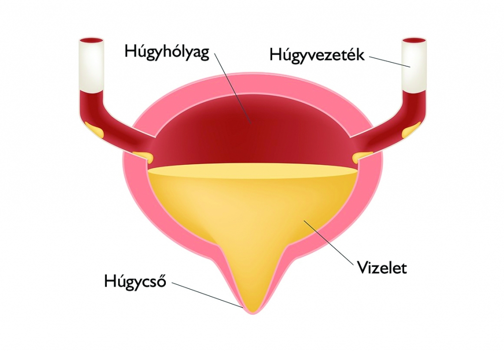 A húgyhólyag felépítése