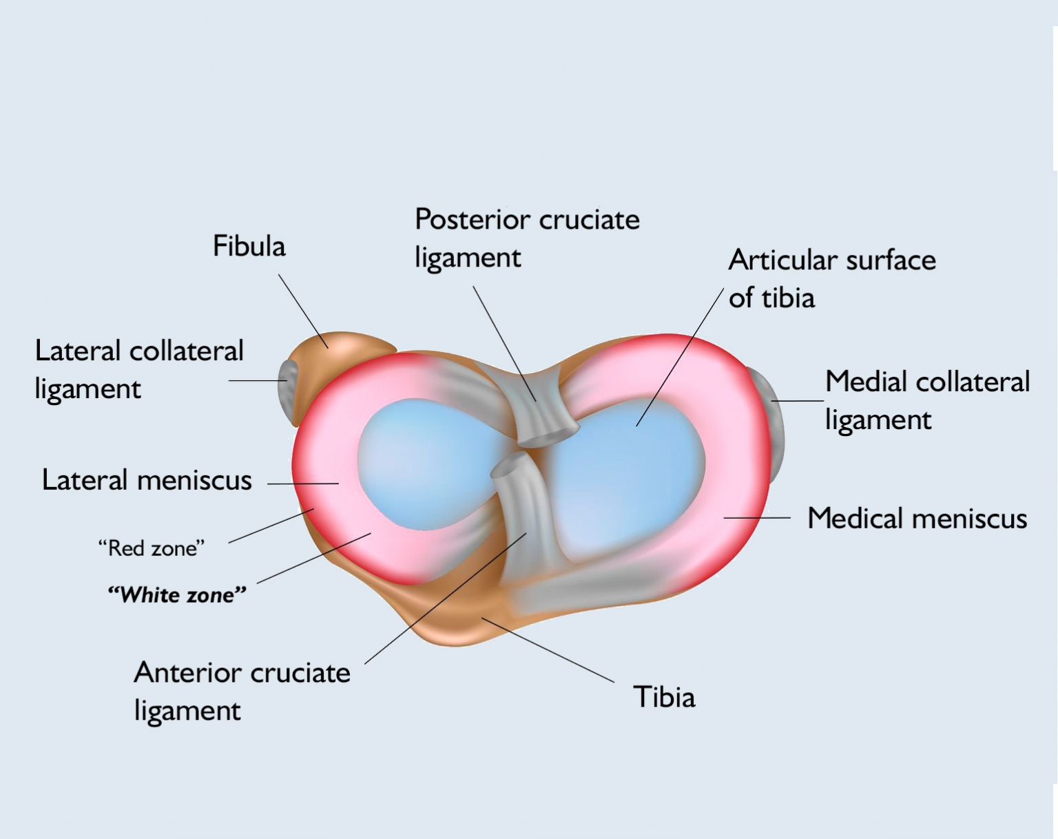 Anatomy of the knee