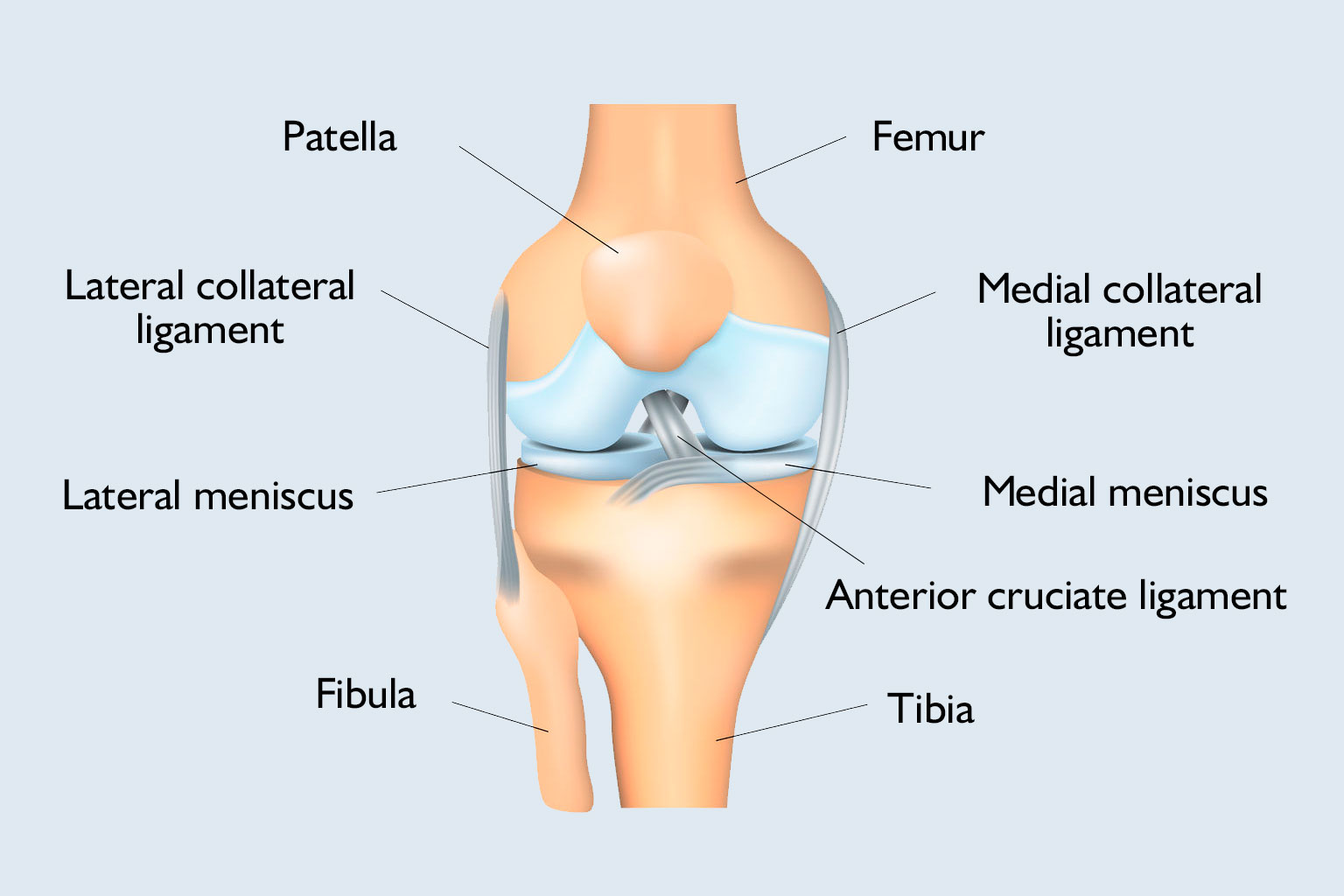 Parts of the knee