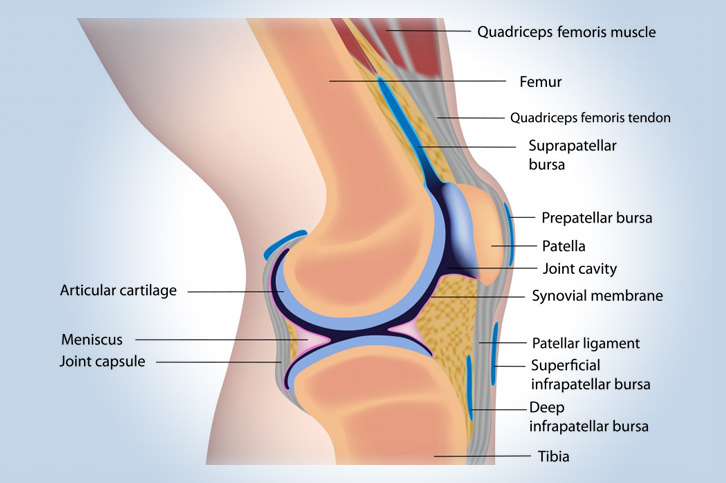 Parts of the knee