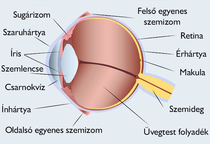 A szem felépítése