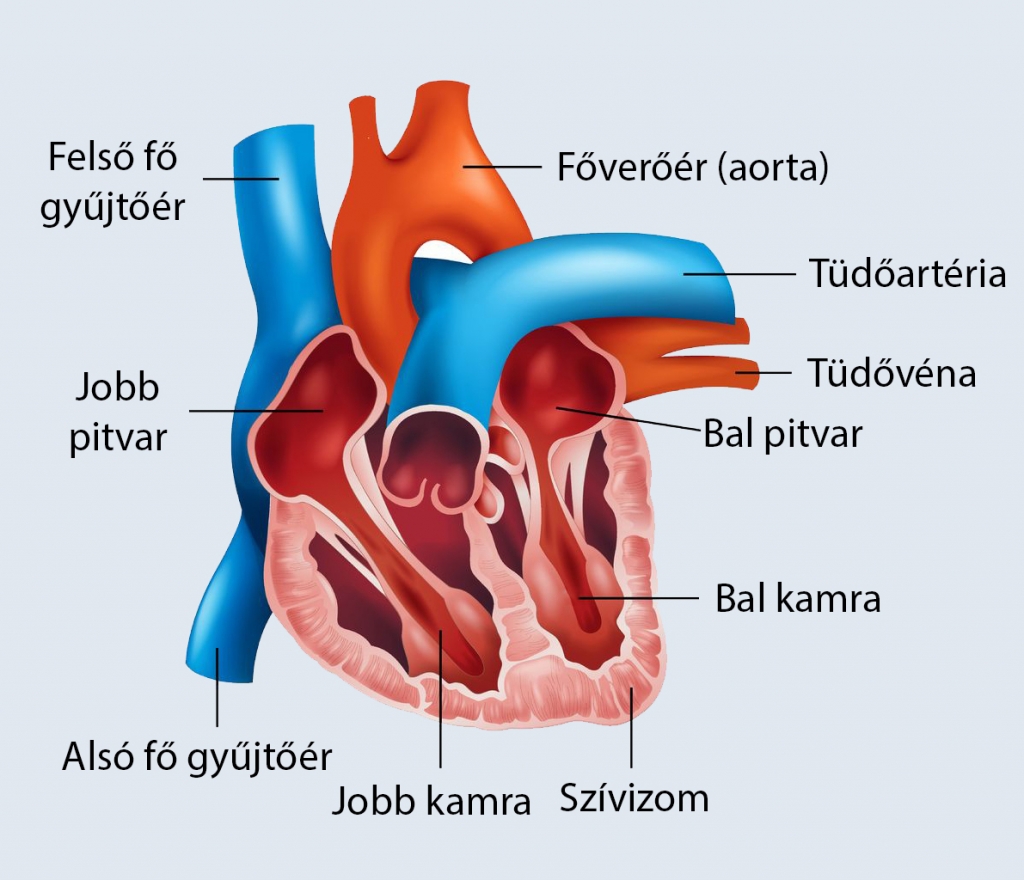 Szív felépítése
