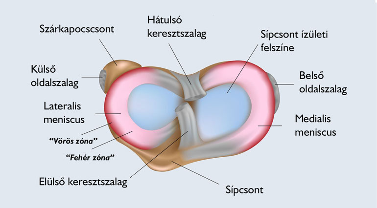 Térd anatómia felülnézet