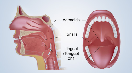 tonsils