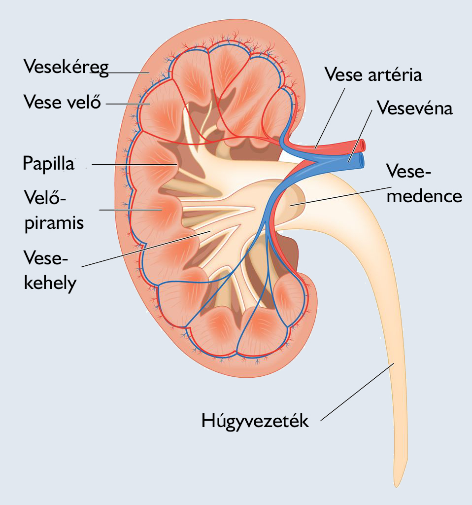 Vese részei