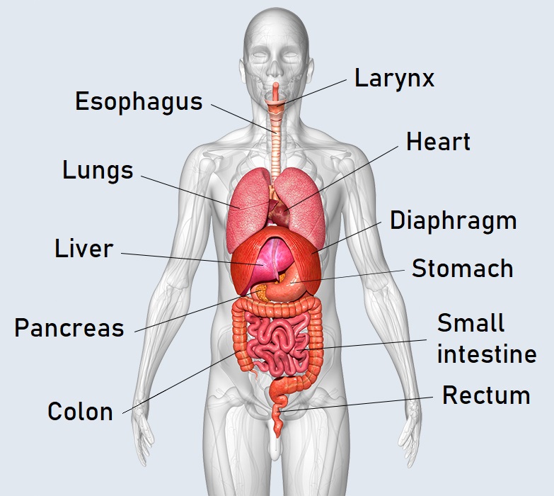 internal organs