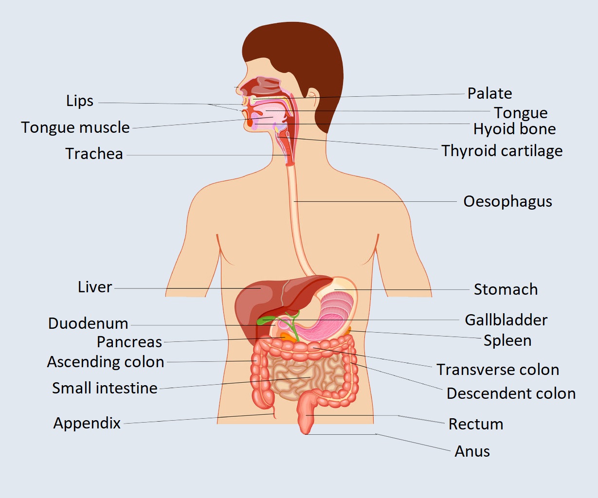 digestive system