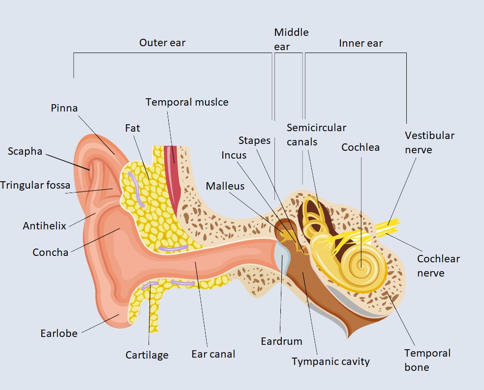ear anatomy