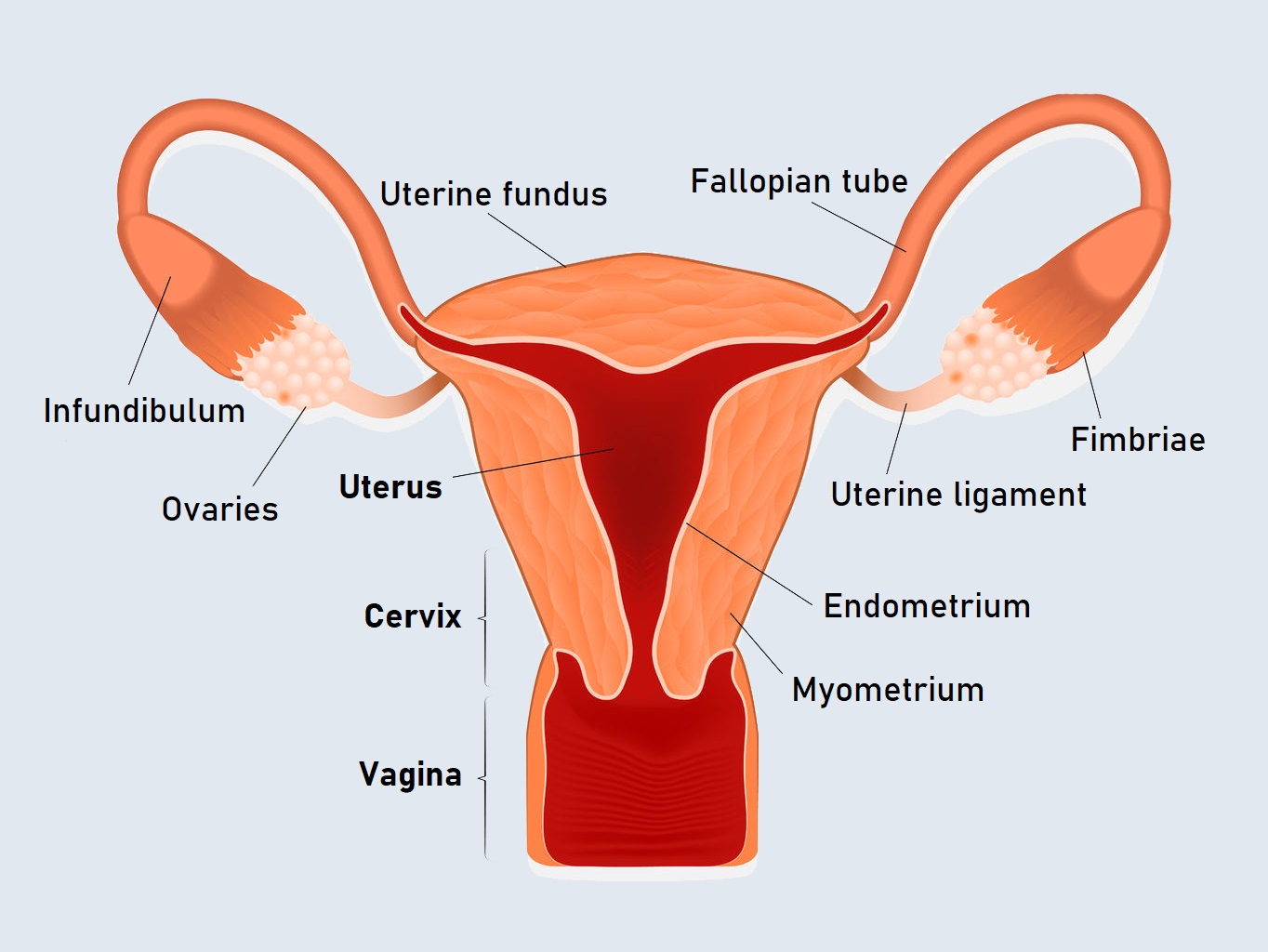 uterus anatomy