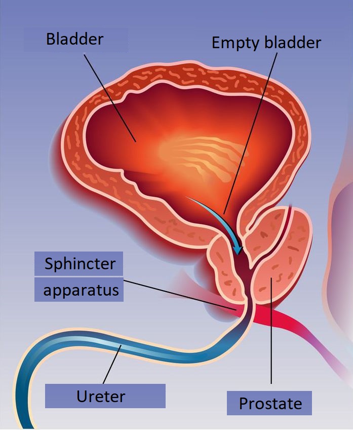 prostate