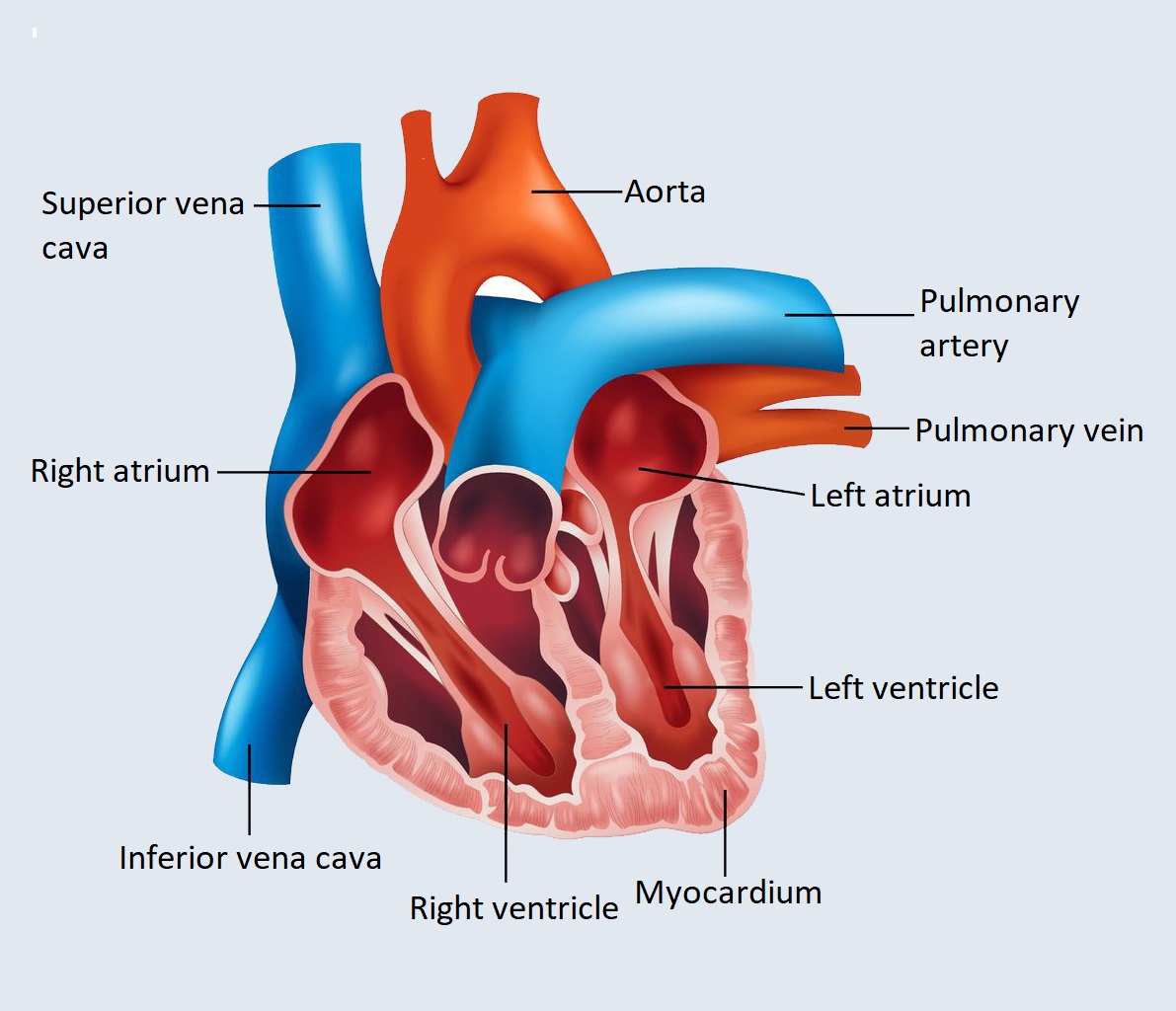 heart anatomy
