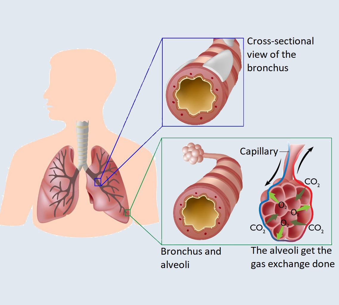 lung anatomoy