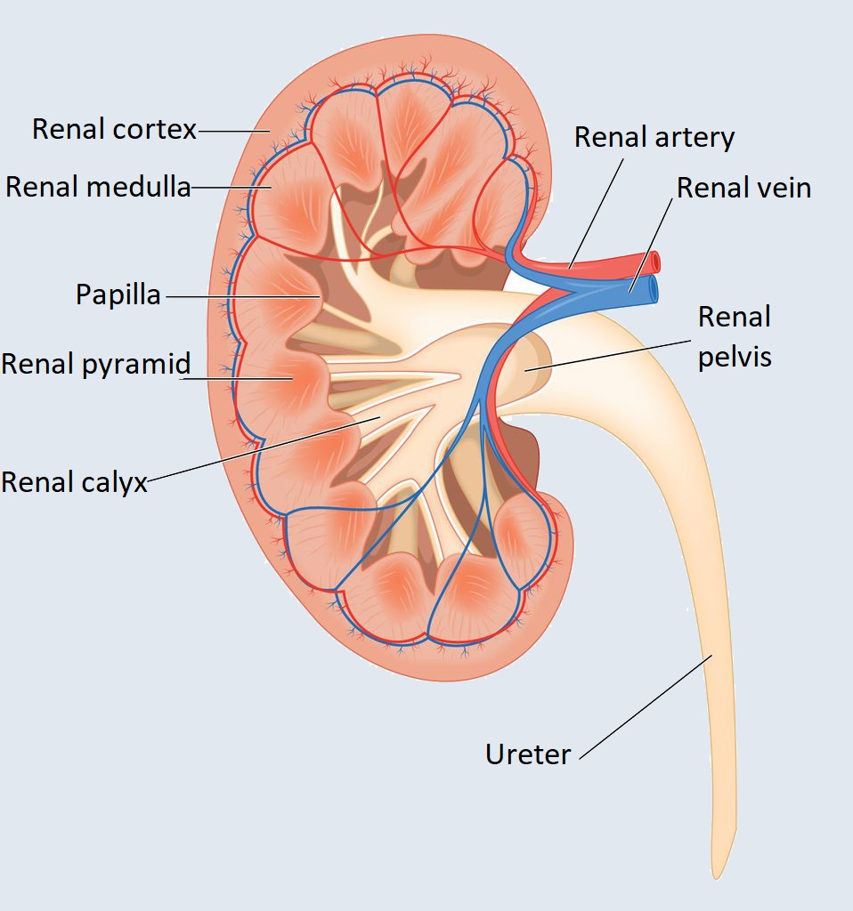 cross section of human kidney