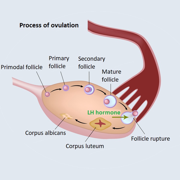 process of ovulation