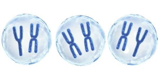 Citogenetika