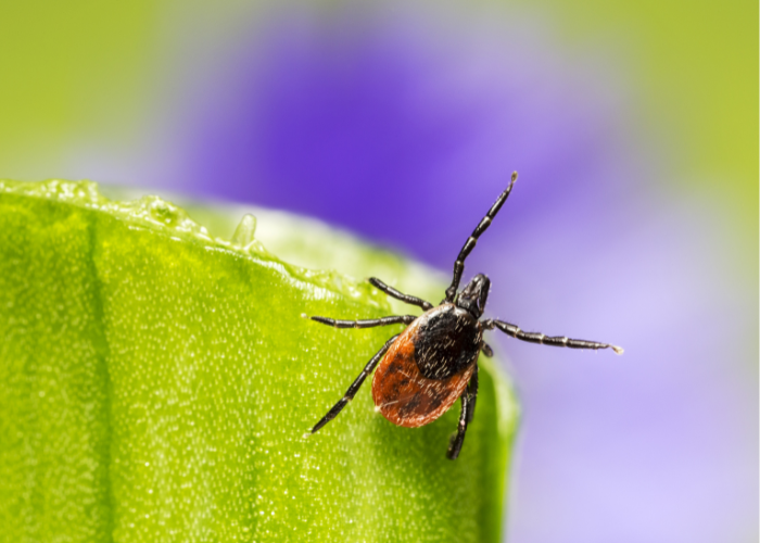 borrelia burgdorferi