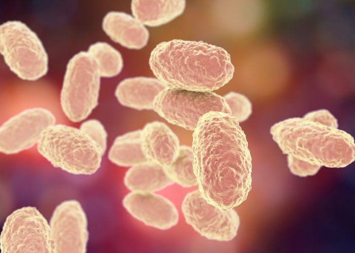 Bordetella pertussis