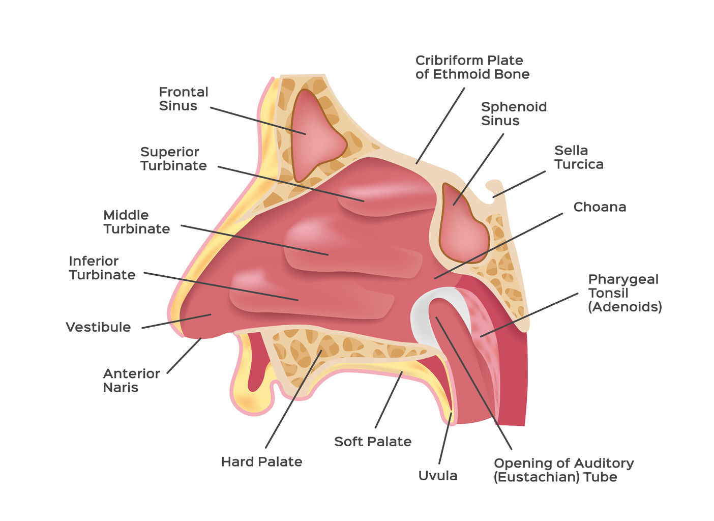 nasal-cavity