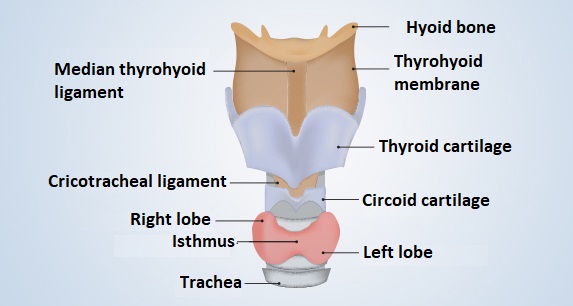 Anatomy of the thyroid