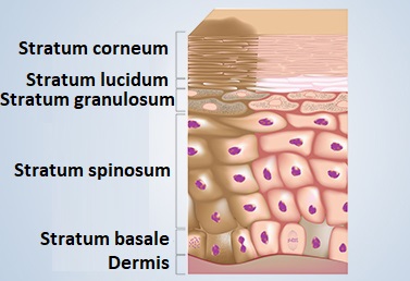 Pigmentation