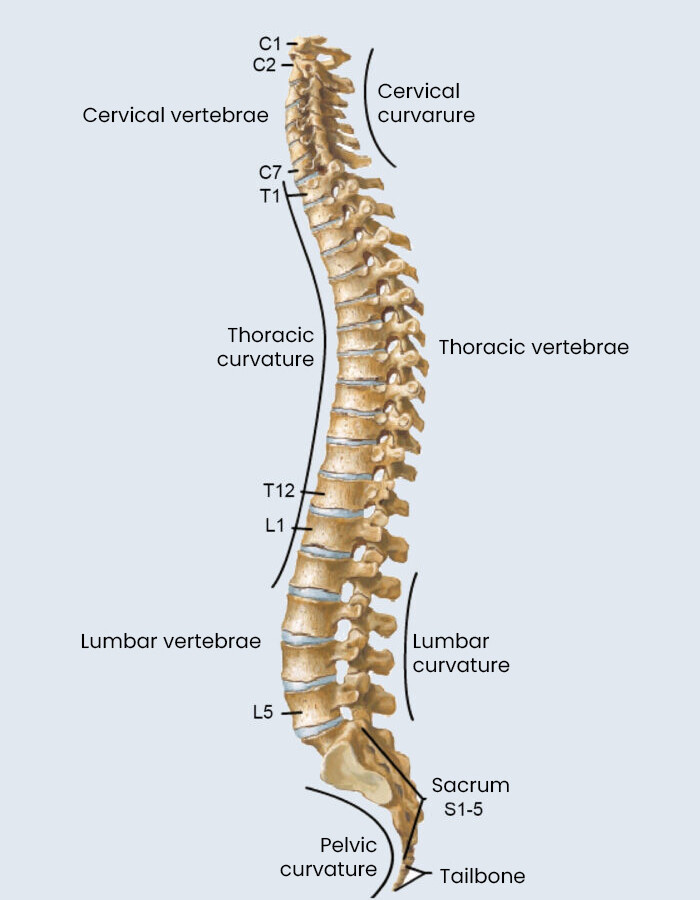 Spinal segments