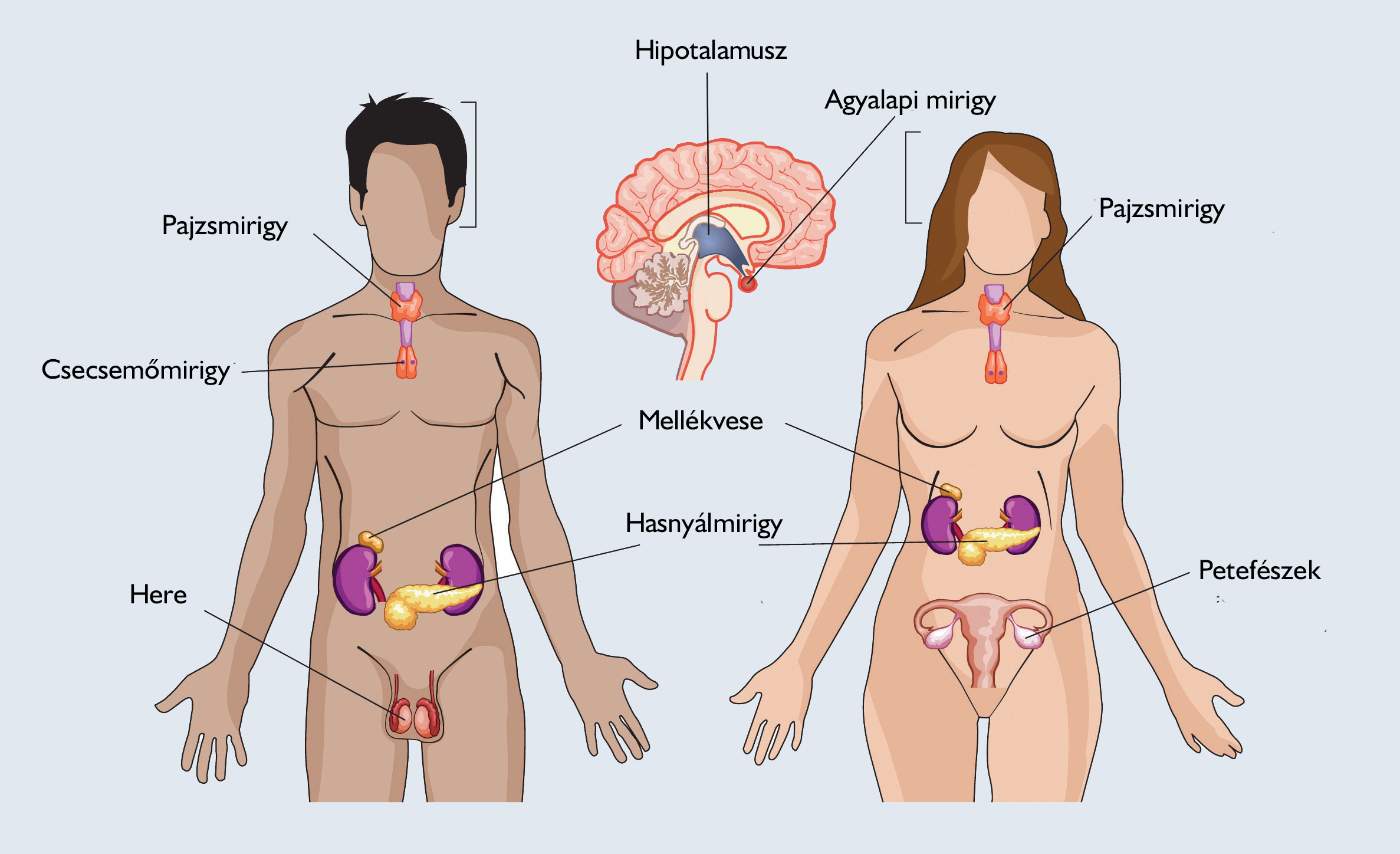 endokrin mirigyek