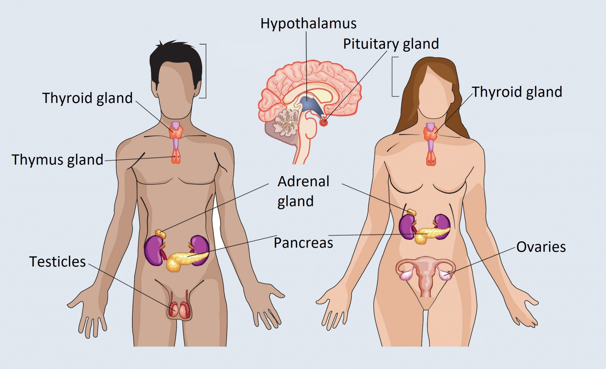 endocrin glands_ENG